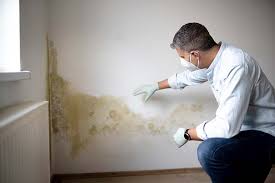 Professional Mold Prevention & Removal  in Mediapolis, IA